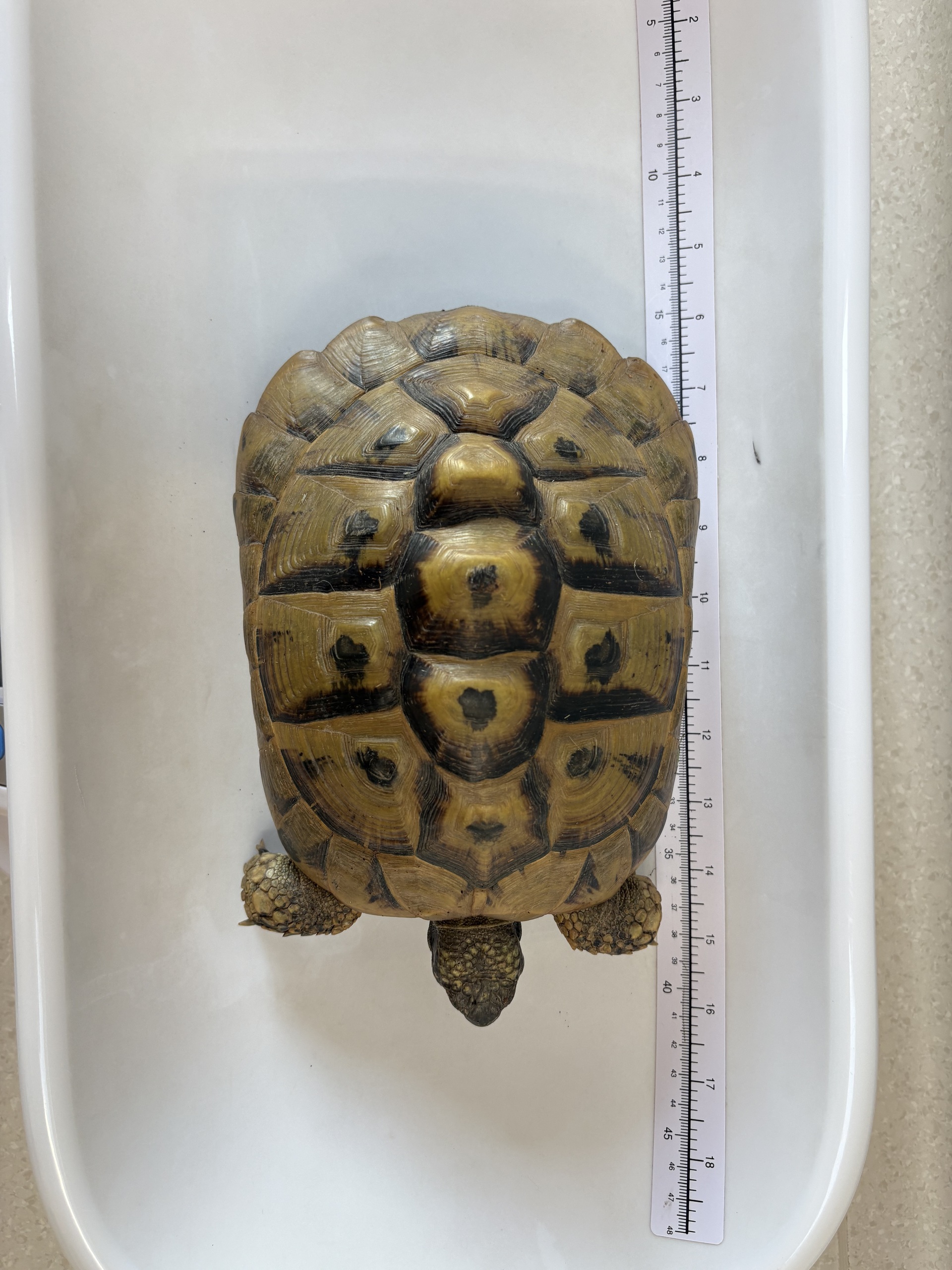 Fundschildkröte Goberling