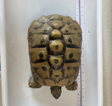 Fundschildkröte Goberling
