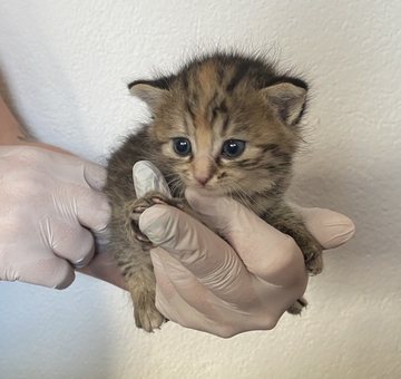 Fundkatze Wulkaprodersdorf