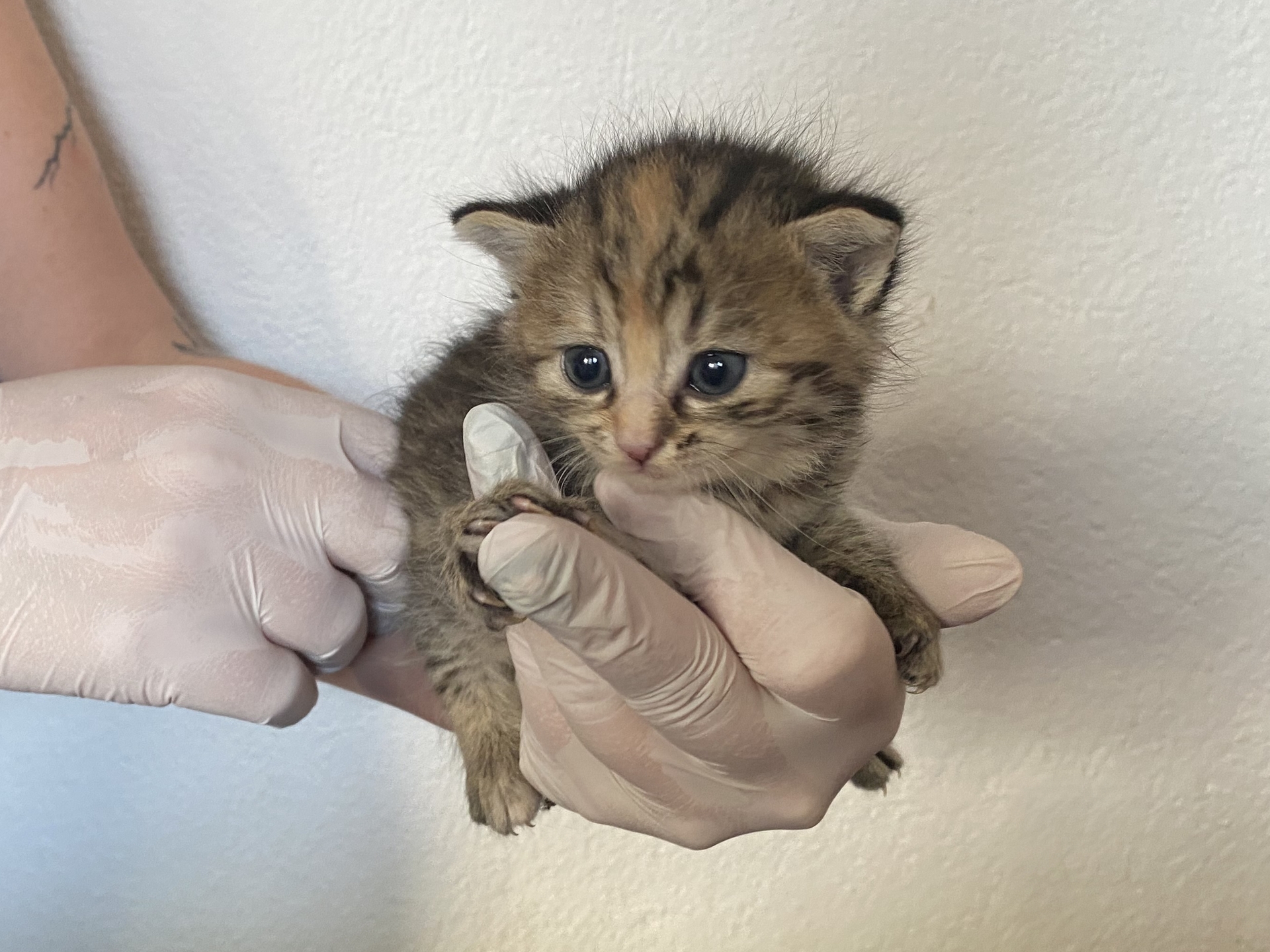 Fundkatze Wulkaprodersdorf