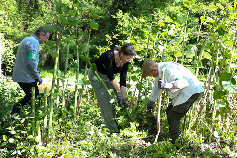 Bei der Entfernung von Beständen des Japanischen Staudenknöterichs entlang der Leitha in Bruckneudorf