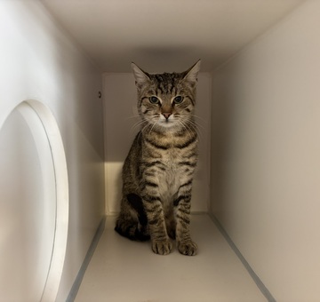 FK St. Margarethen