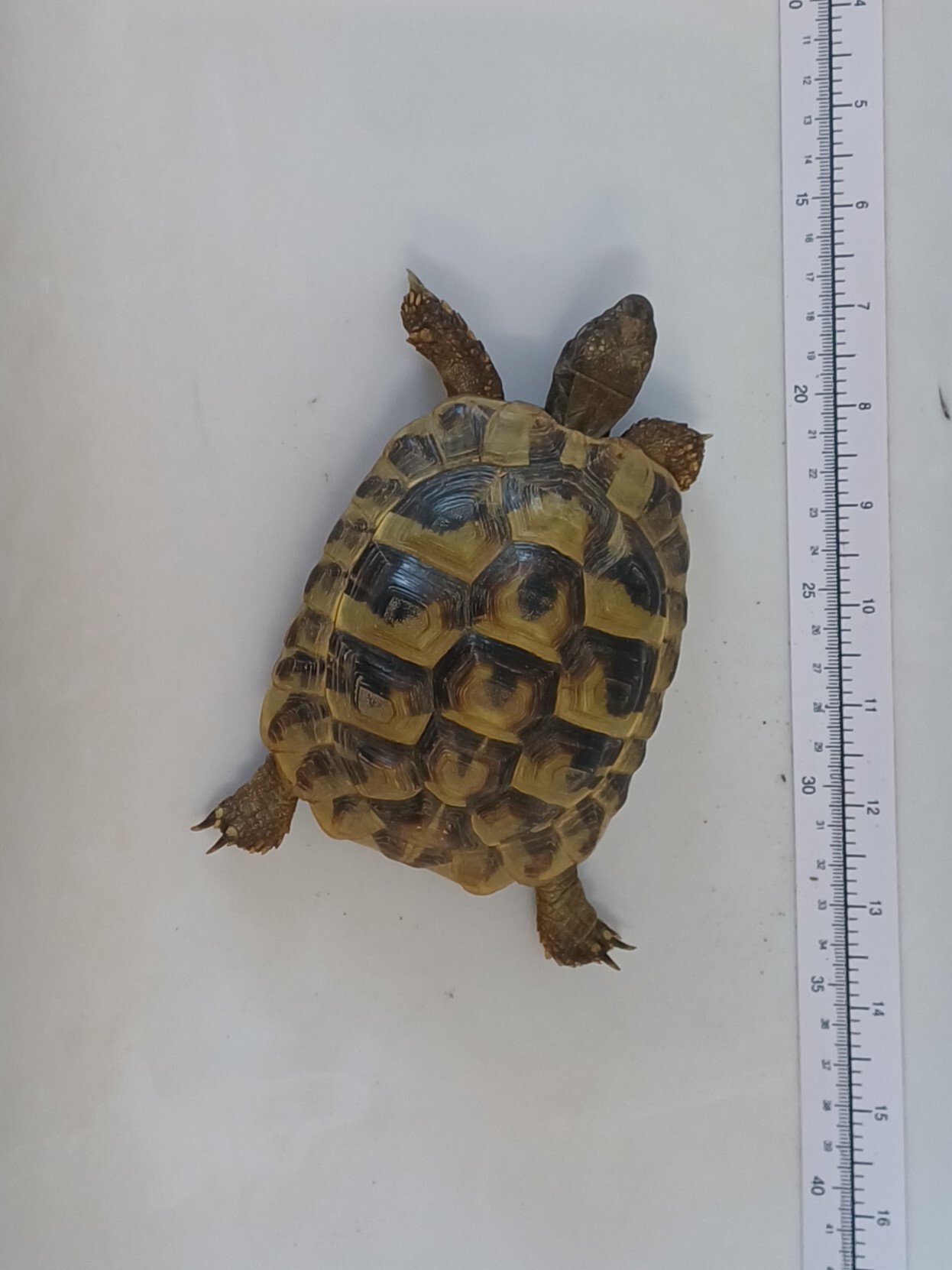 Fundschildkröte Dt. Tschantschendorf