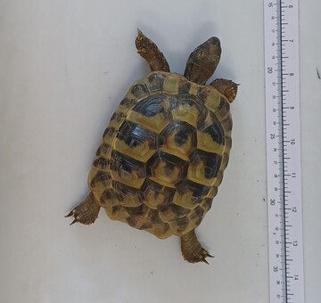 Fundschildkröte Dt. Tschantschendorf
