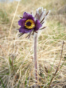 Schwarze Küchenschelle