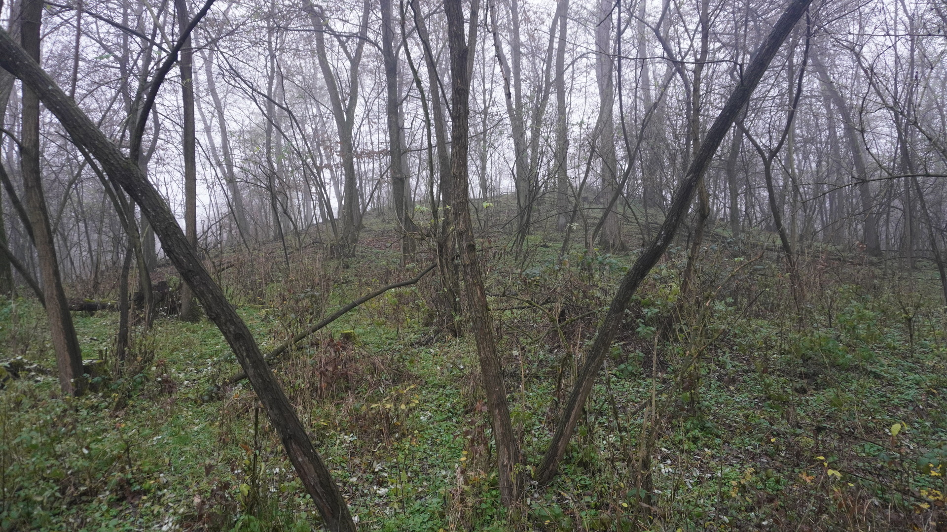 Foto: Nikolaus Franz