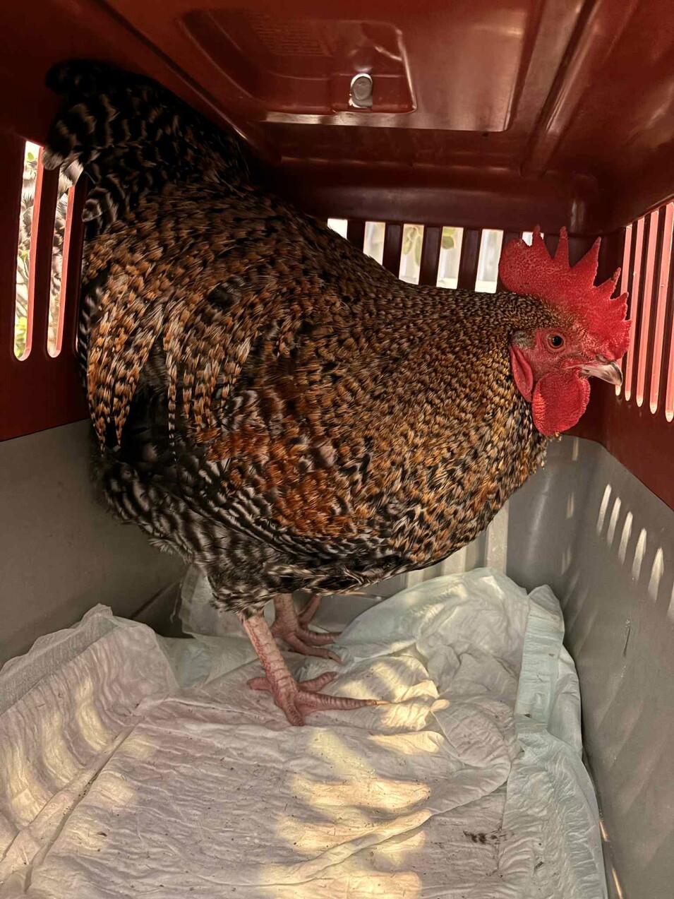 Fundtier Huhn Apetlon 05.01.2026