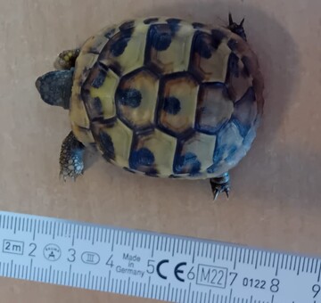 Landschildkröte Hornstein 11.07.2026