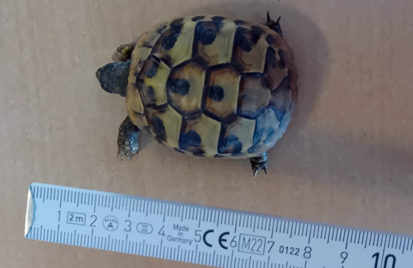 Landschildkröte Hornstein 11.07.2026