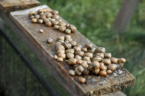 Schnecken auf einem Holzbrett bei der Schneckenzug von Christian Janisch in Stegersbach.