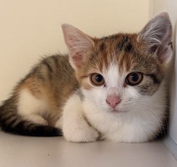 Fundkatze Burg/Schandorf