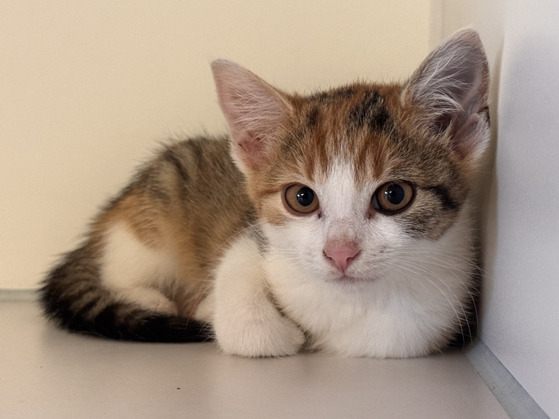 Fundkatze Burg/Schandorf
