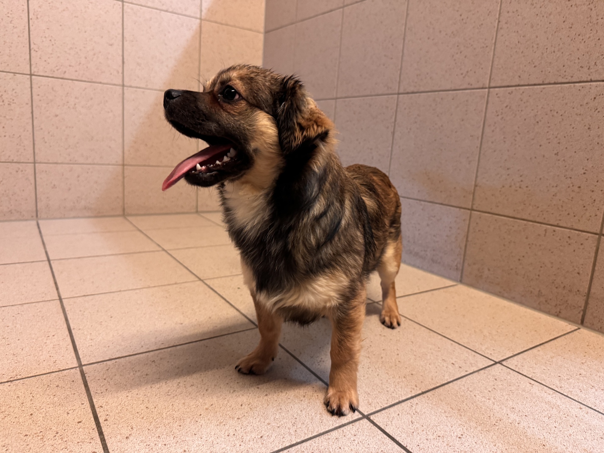 Fundhund Oslip/Trausdorf