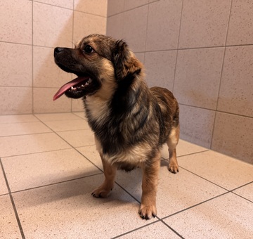 Fundhund Oslip/Trausdorf