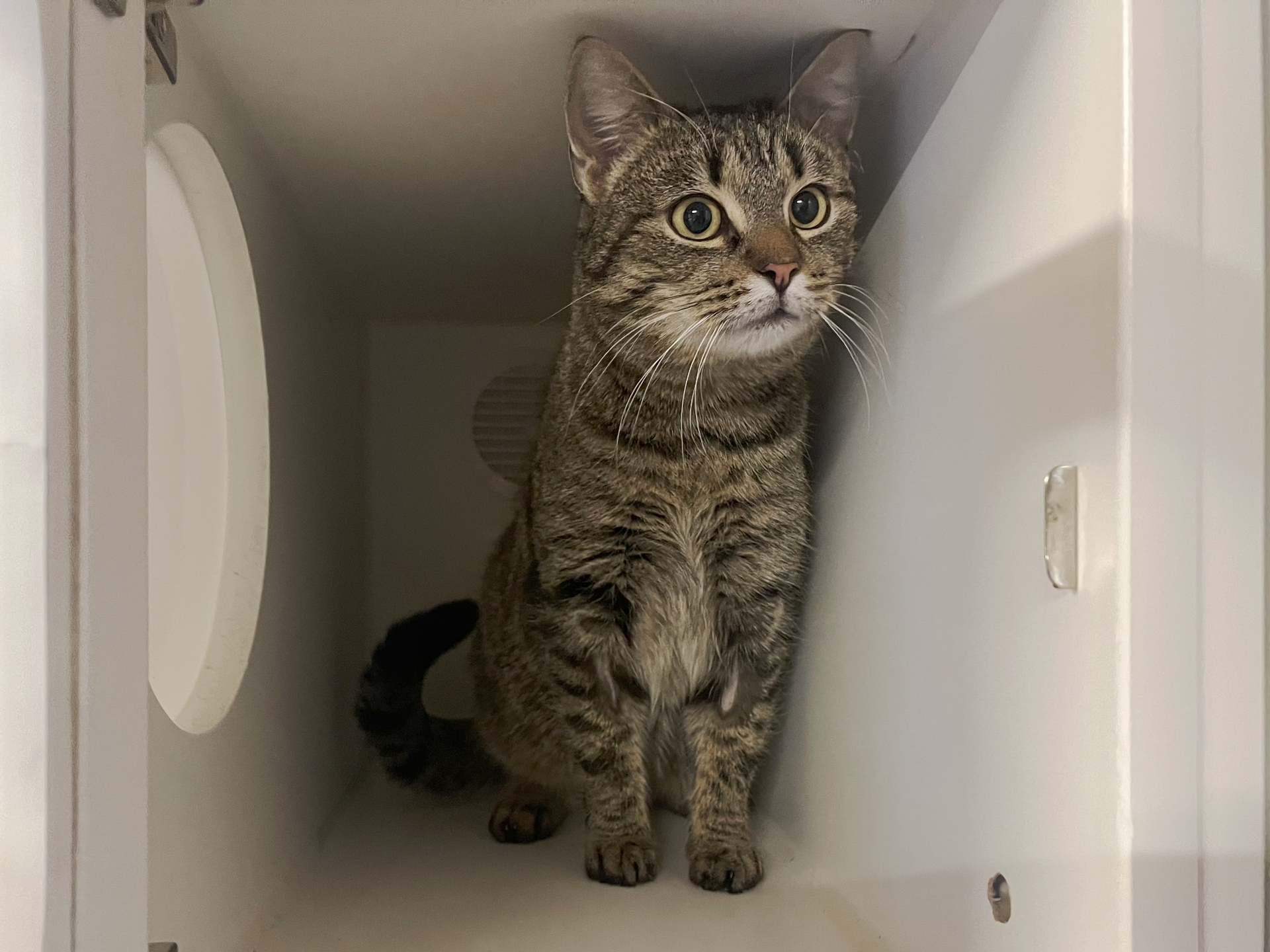 Fundkatze Oberloisdorf