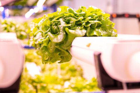 Indoor-Farming