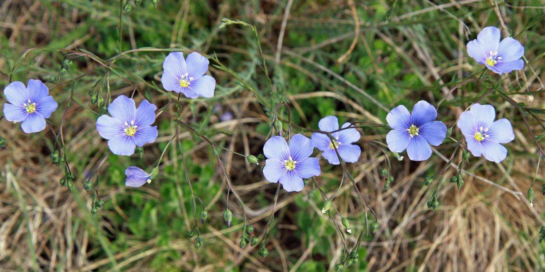 Symbolfoto Natur und Umwelt, Blume