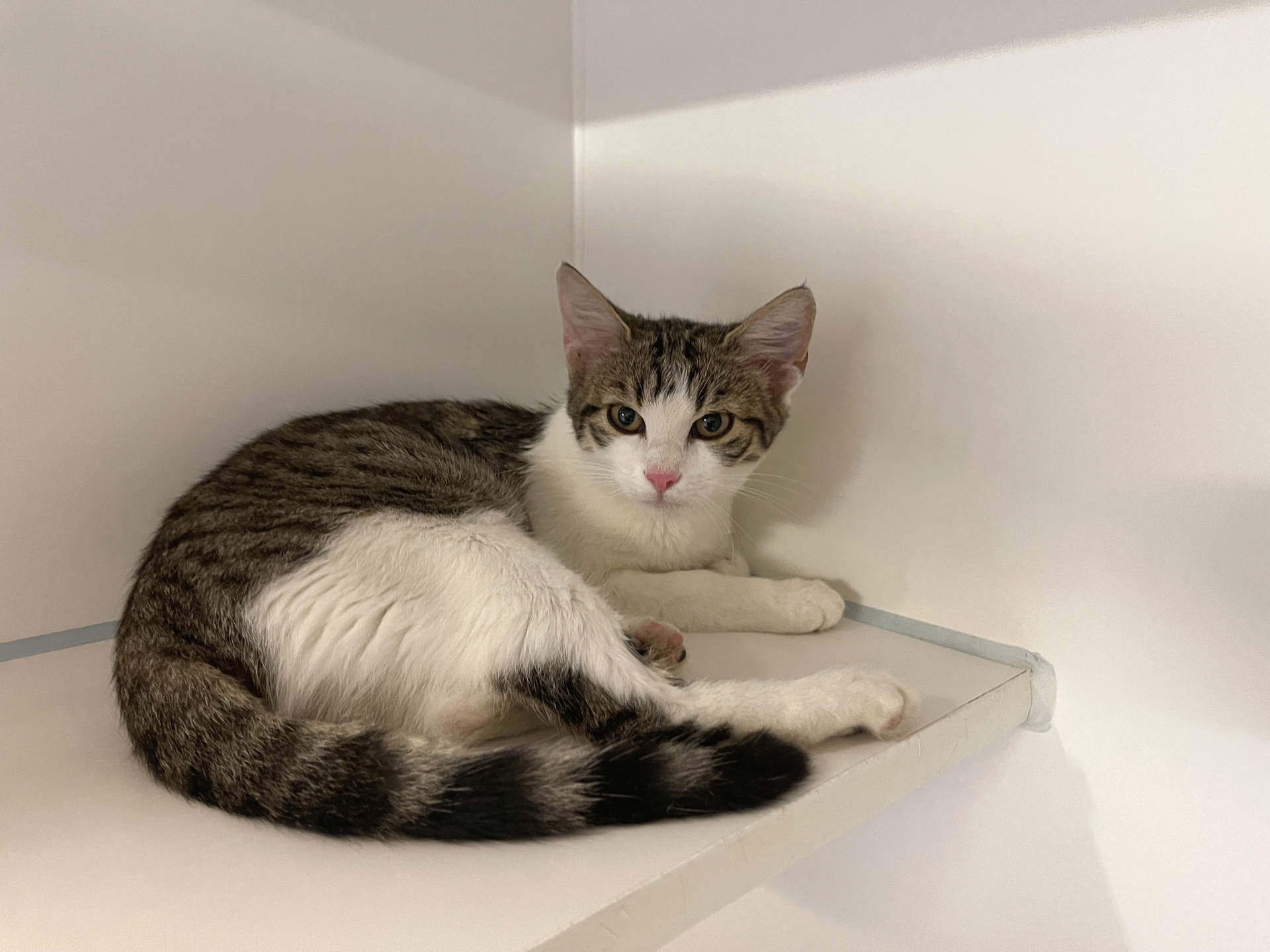 Fundkatze Pöttelsdorf