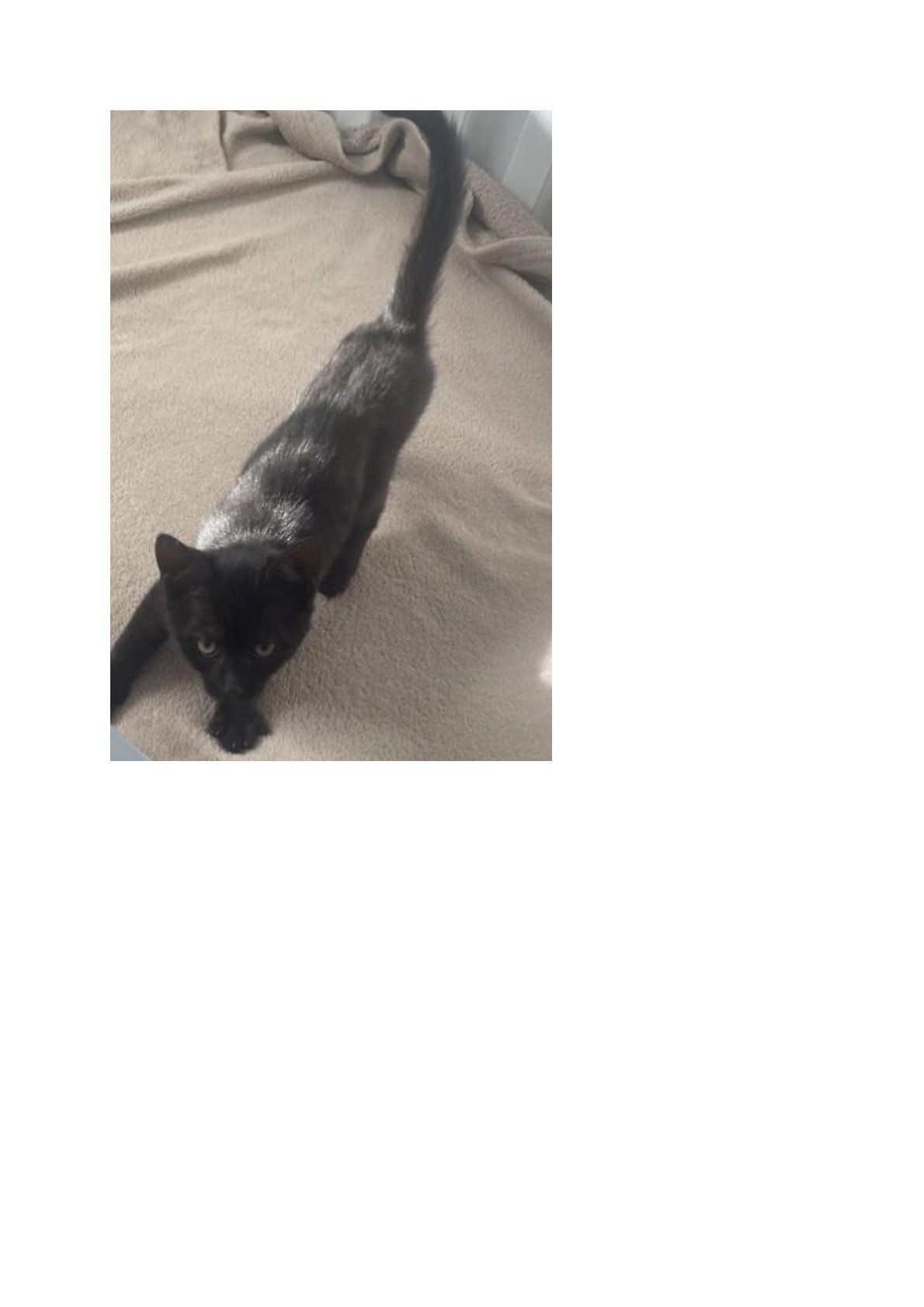 Fundkatze Deutschkreutz