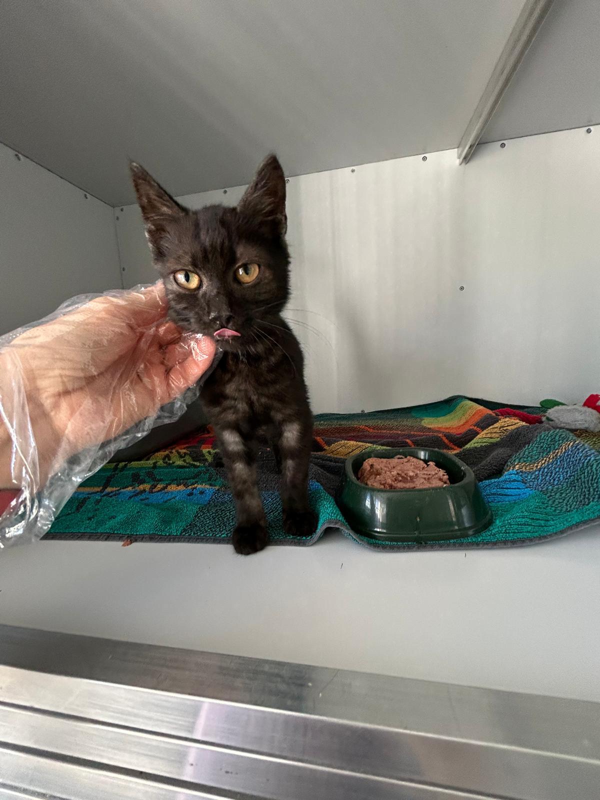 Fundkatze_Oberdorf_17.09.2025