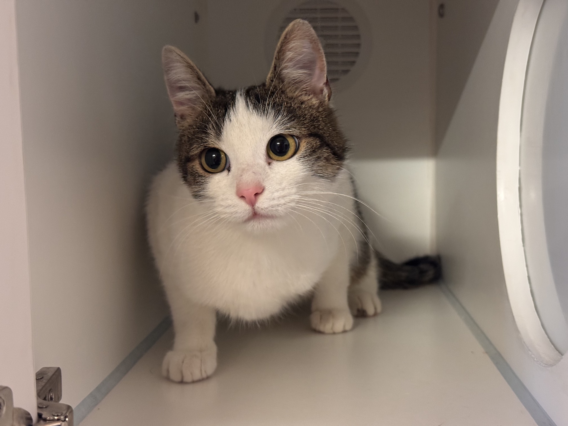 Fundkatze Wimpassing