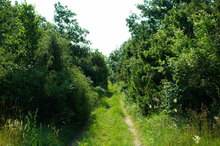 Wacholderwald Siegendorfer Heide