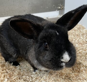 Fundkaninchen Bruckneudorf