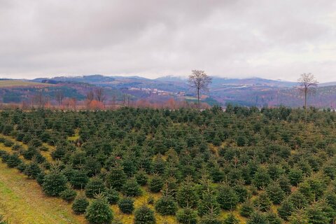 Christbaumsaison-Eröffnung