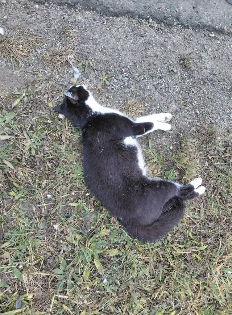 Totfund Wulkaprodersdorf 12.12.2025