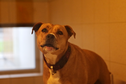 Elf Jahre Tierschutzhaus Sonnenhof