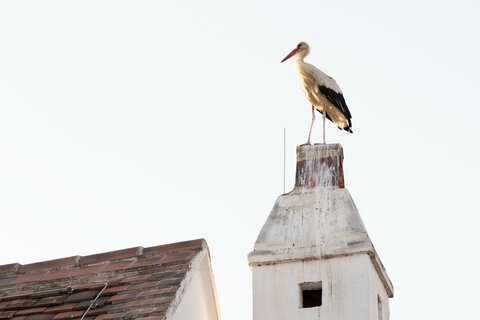 Er hatte den besten Ausblick: Ein Storch verfolgte von einem Rauchfang in der Nähe neugierig die Jubiläumsfeier.