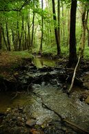 Gößbachgraben Hammerteich