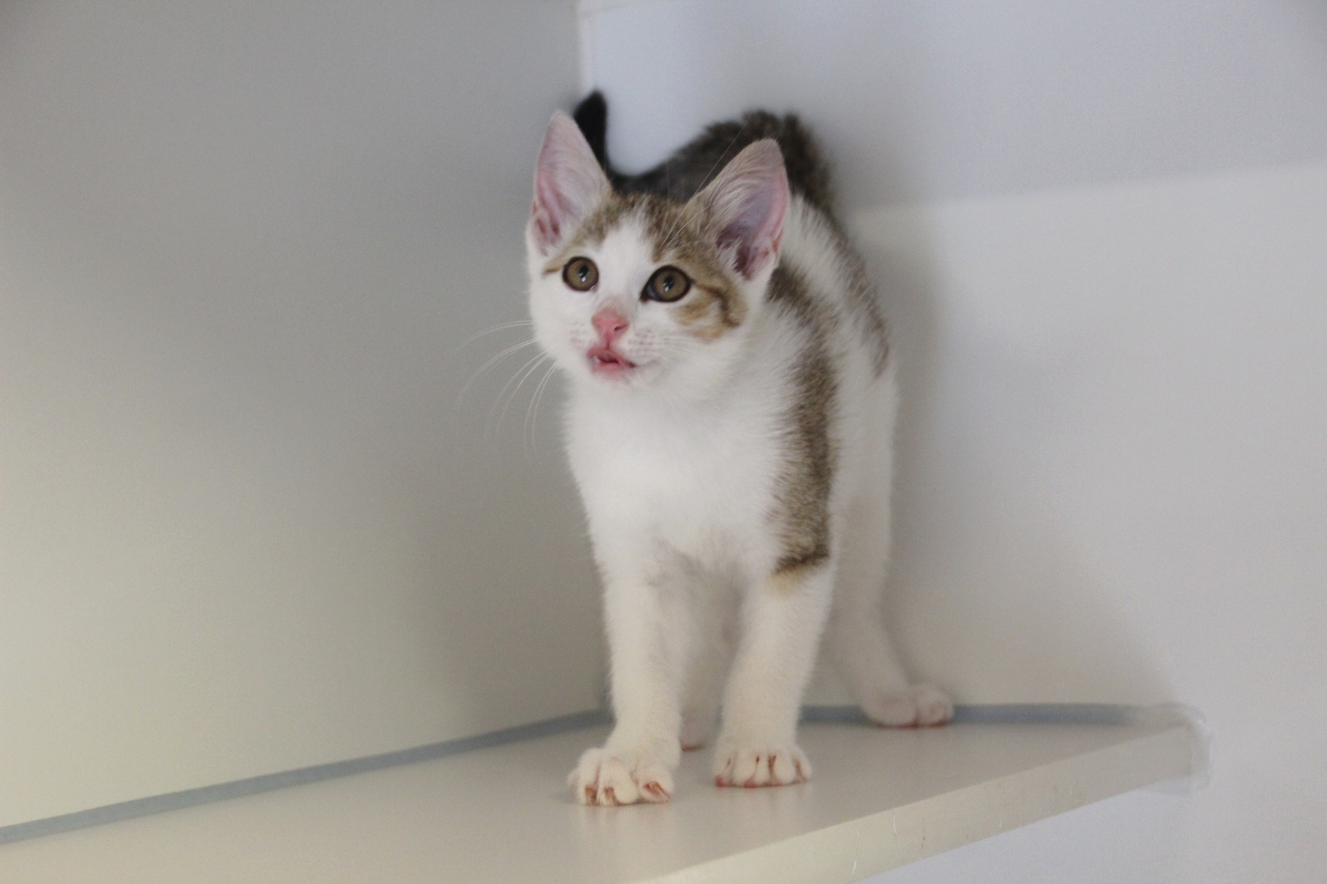 Fundkatze Hornstein