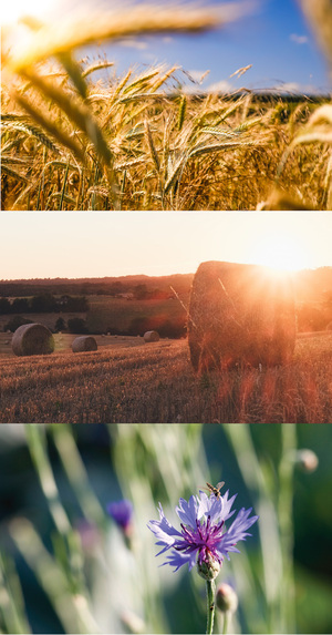 Machbarkeisstudie Bioland Burgenland