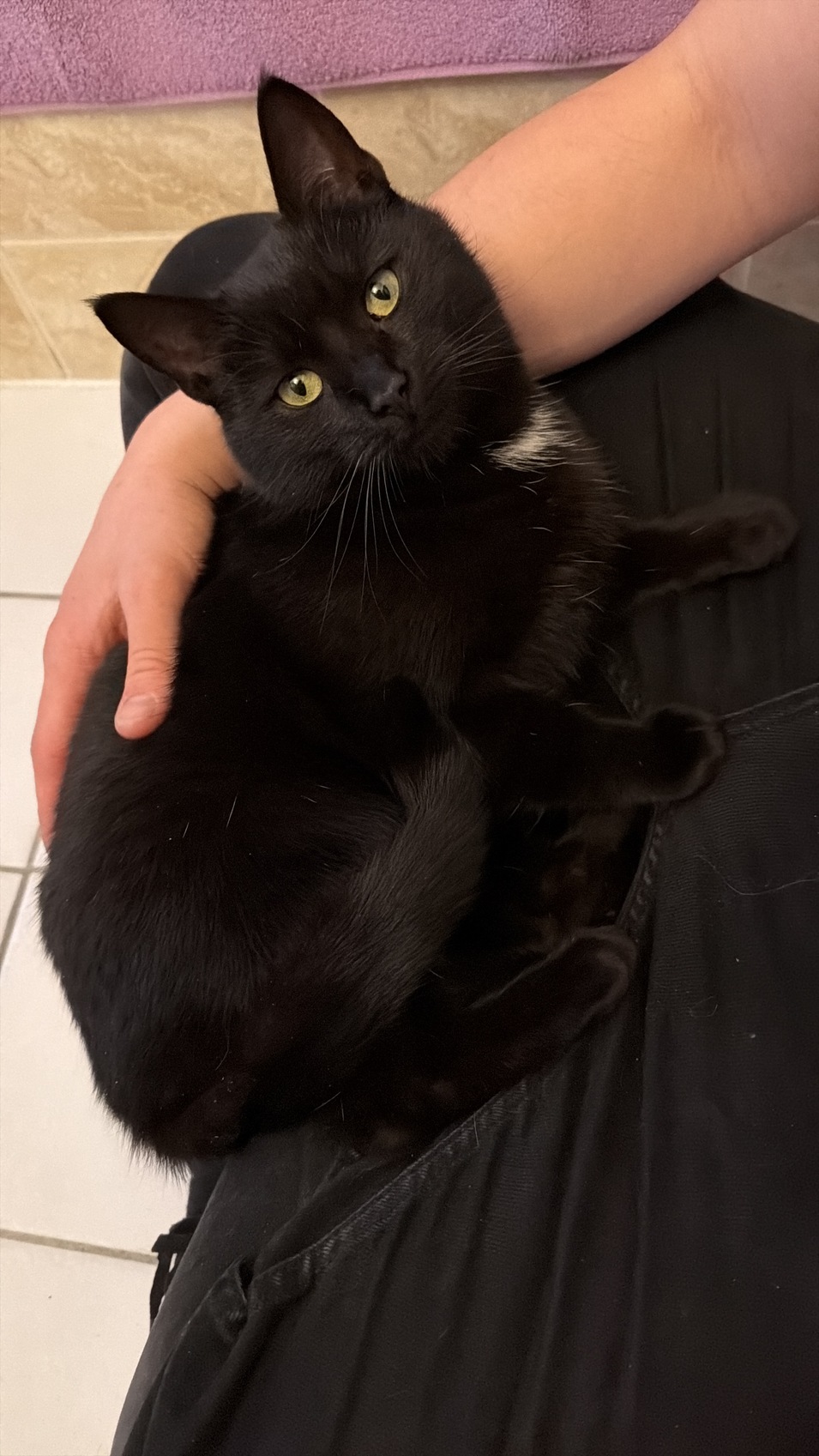 Fundkatze St.Georgen 19.02.2026