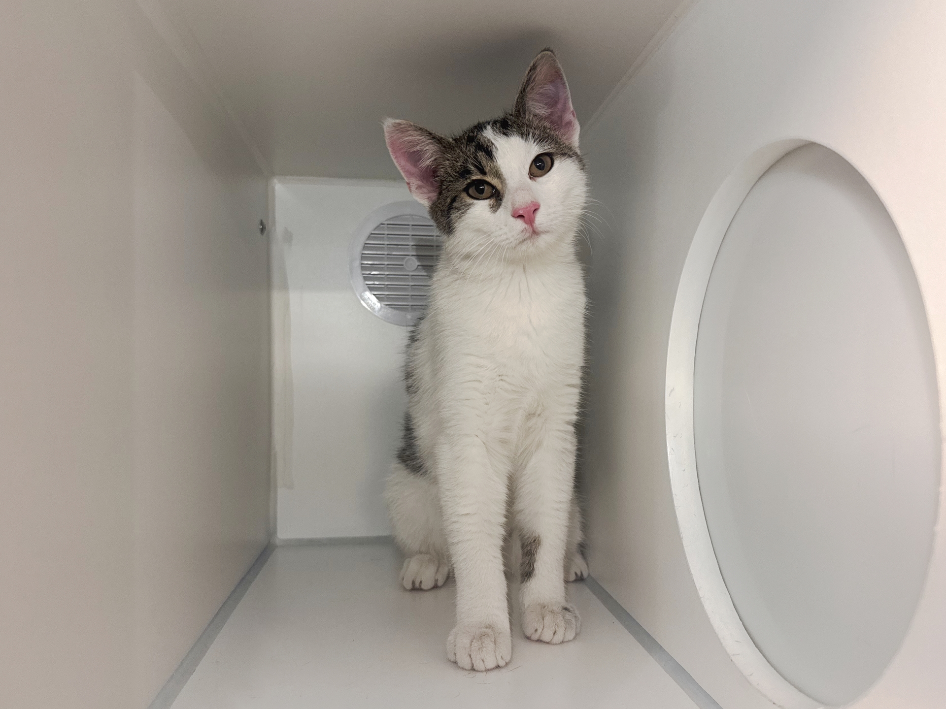 Fundkatze Nickelsdorf