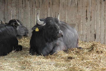 Maul- und Klauenseuche: Testergebnisse in der Überwachungszone negativ