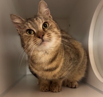 Fundkatze Klingenbach