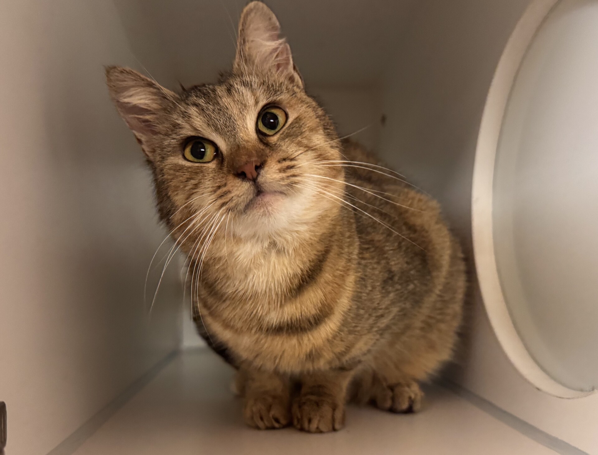 Fundkatze Klingenbach