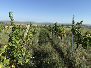 Bio Burgenland