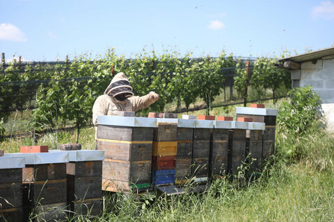 Bienenzüchten mitten im Weinberg.