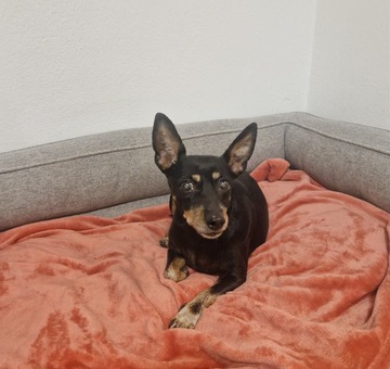 Fundhund Woppendorf 27.02.2026