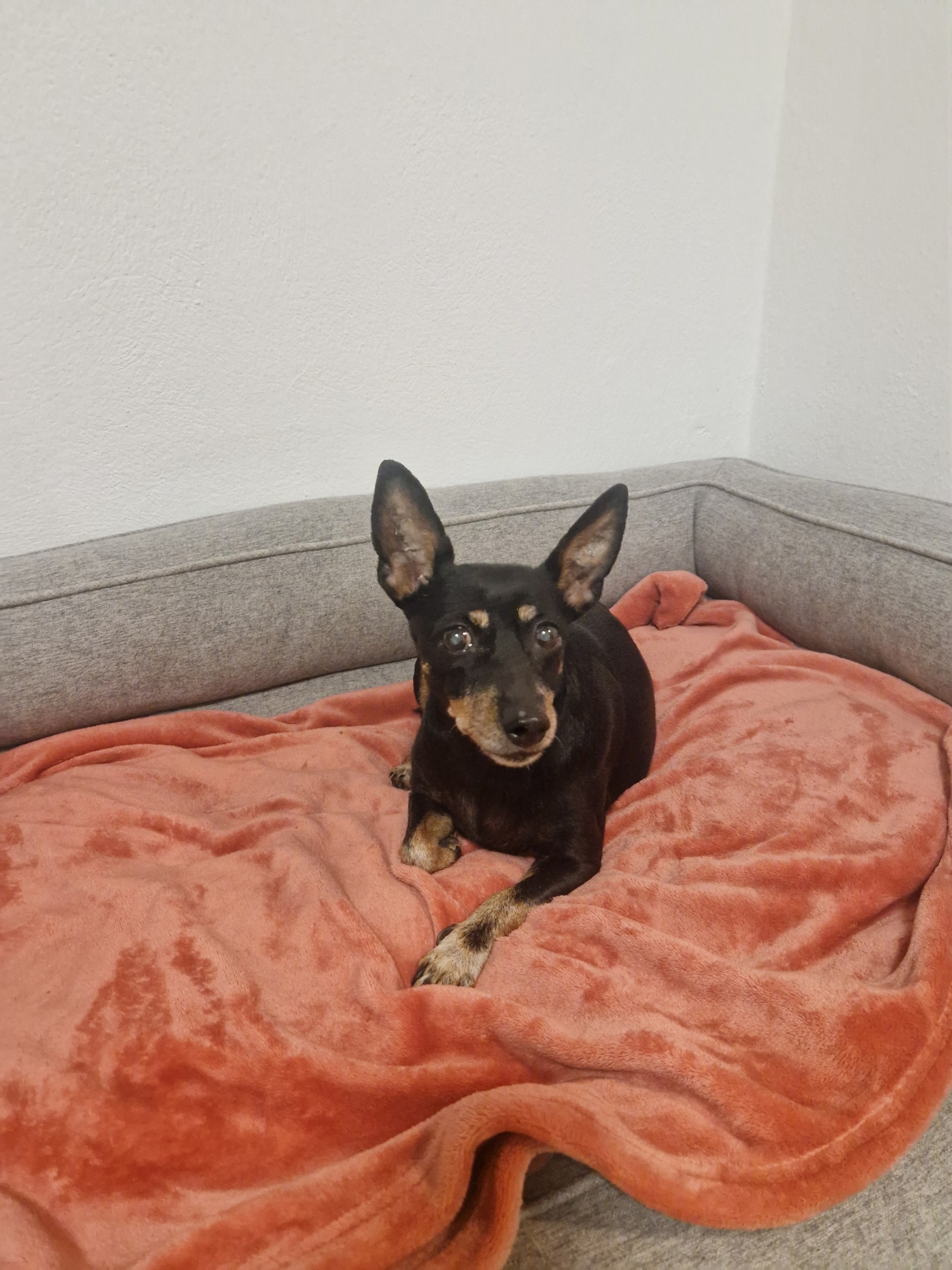 Fundhund_Woppendorf_27.02.2026