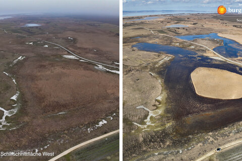 Schilfschnittfläche westlich von Illmitz