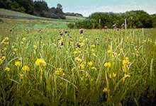 Auwiesen Zickenbachtal