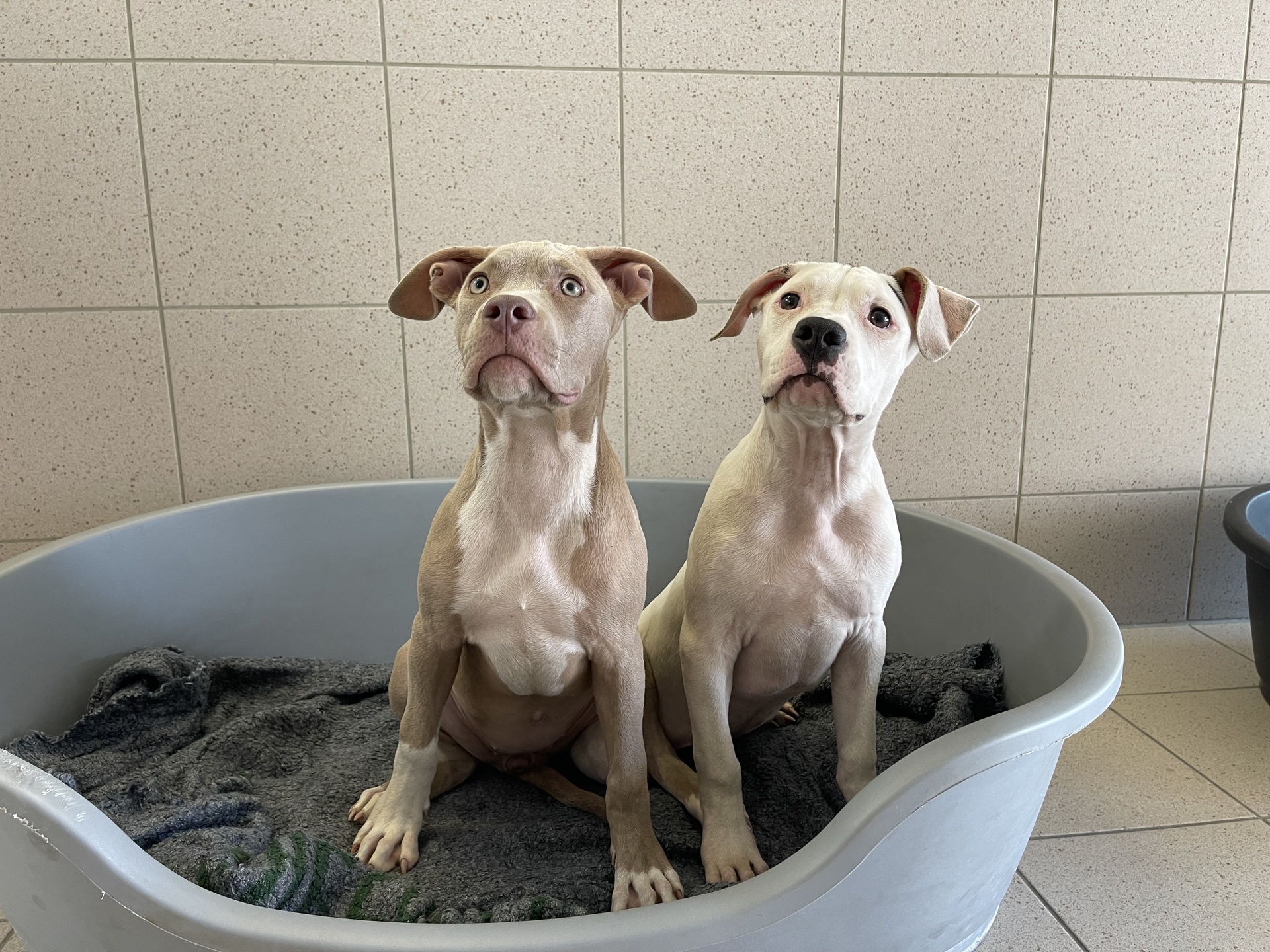 Fundhunde Pöttsching