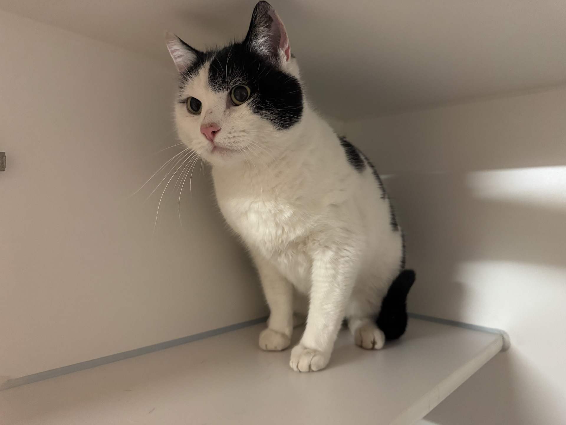 Fundkatze Pöttsching