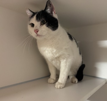 Fundkatze Pöttsching