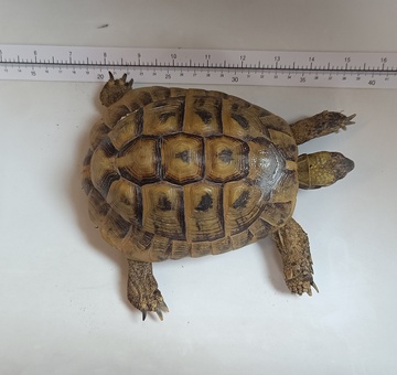 Schildkröte Mörbisch
