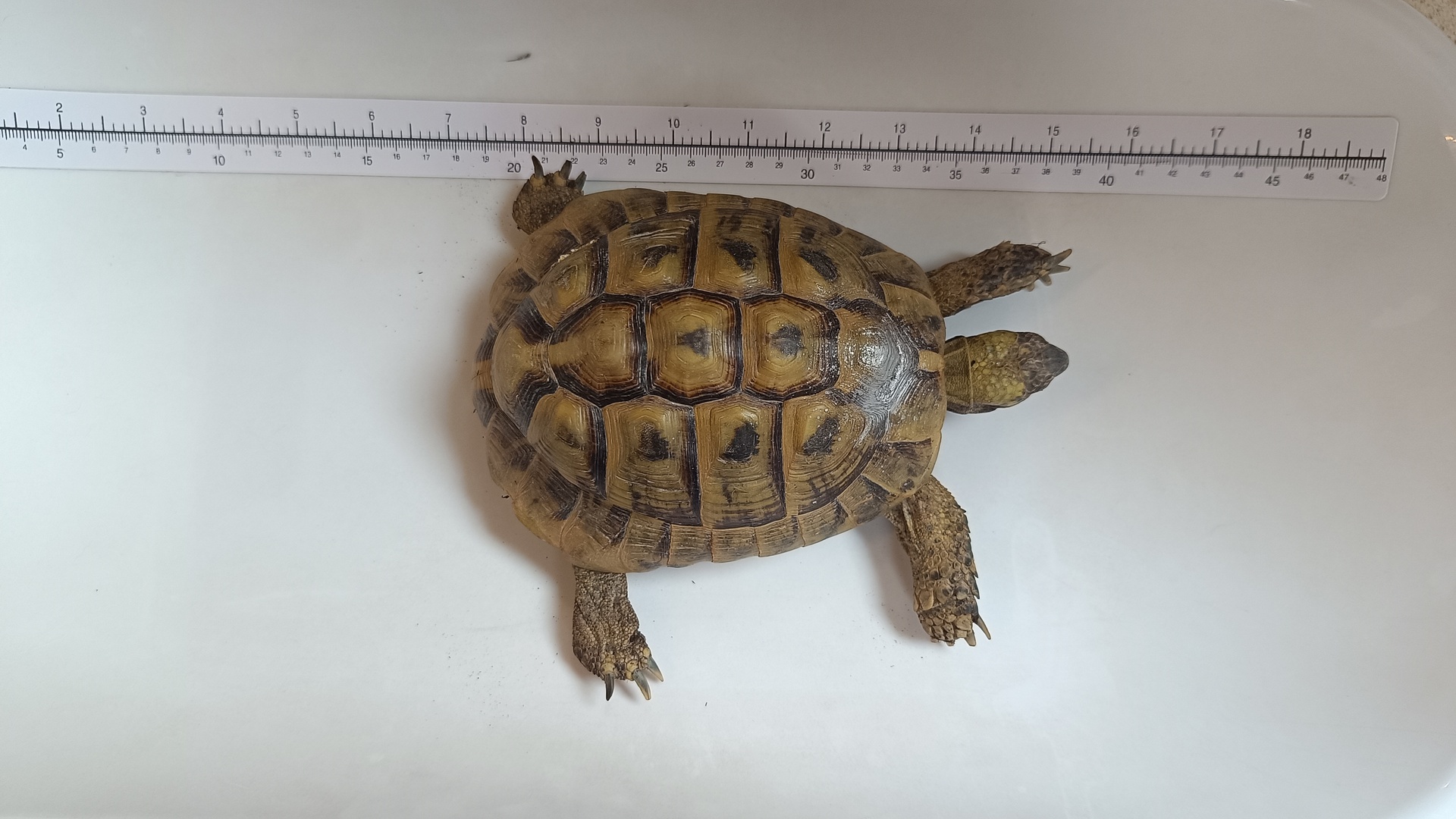 Schildkröte Mörbisch